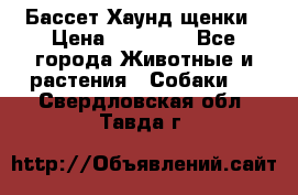 Бассет Хаунд щенки › Цена ­ 20 000 - Все города Животные и растения » Собаки   . Свердловская обл.,Тавда г.